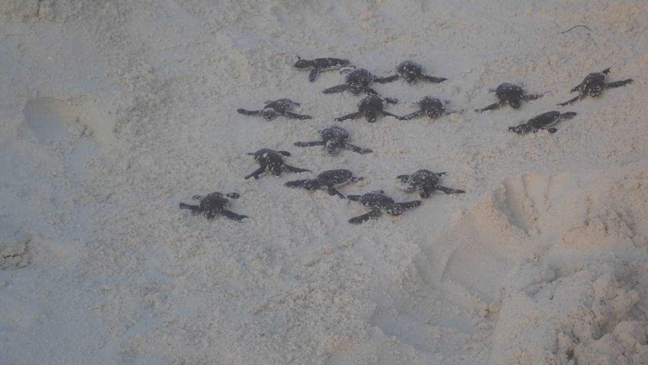 Sport & Freizeit NH Collection Maldives Reethi Resort