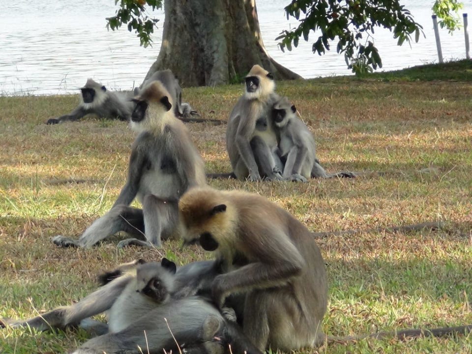 Affen in der Gartenanlage im Hotel Habarana Village by Cinnamon