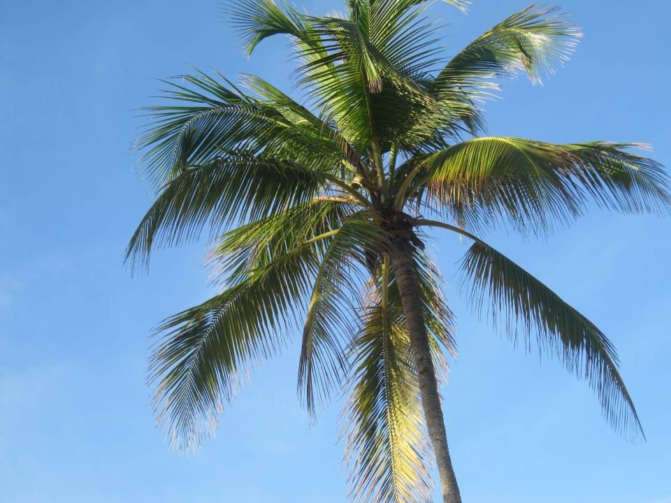 Gartenanlage Hotel Viva Dominicus Beach by Wyndham - All Inclusive Resort