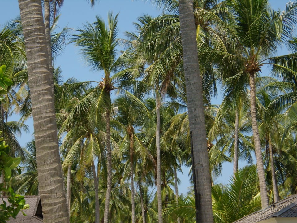 Ein Blick in den Himmel Kura Kura Resort