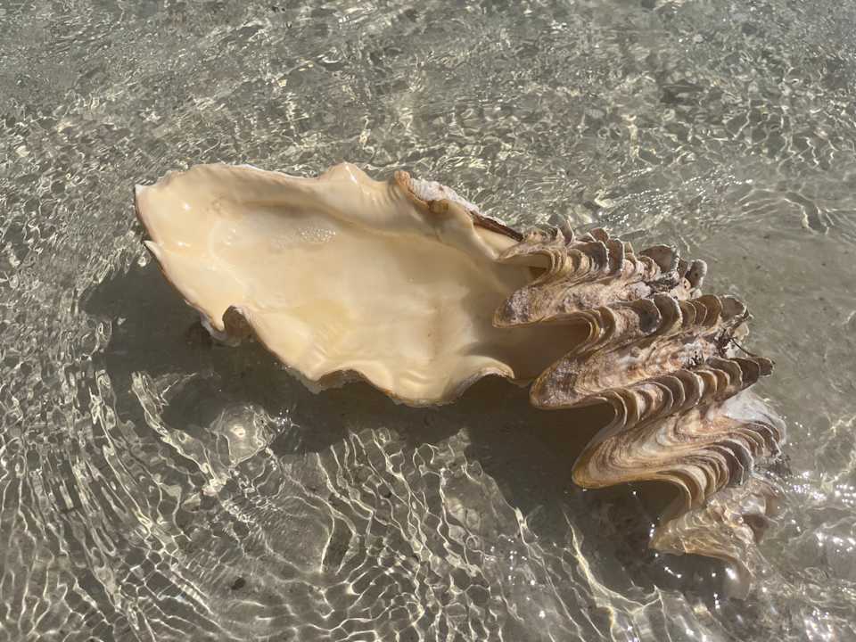 Strand Hotel Gorgonia Beach Resort