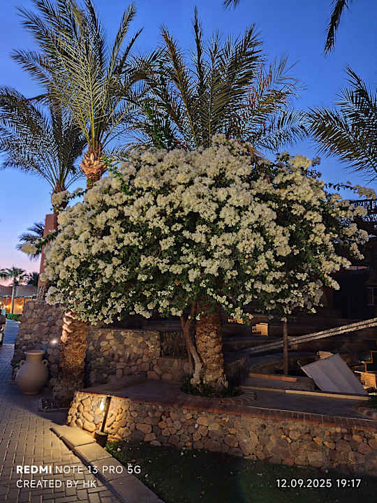 Gartenanlage Jaz Makadi Oasis Resort