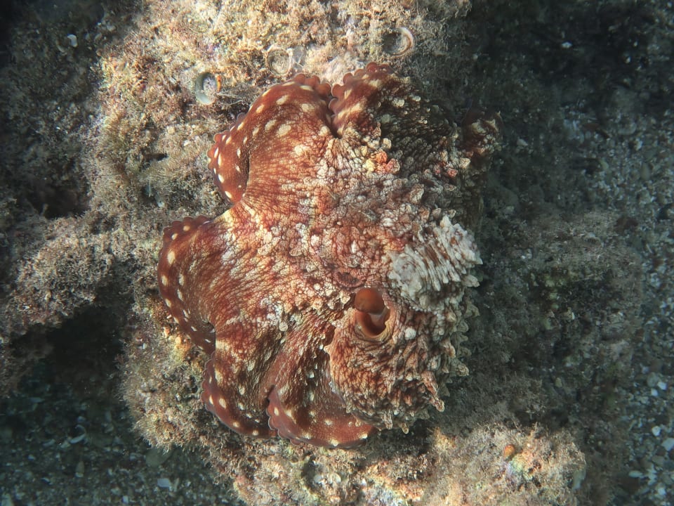 Sport & Freizeit Coral Sun Beach