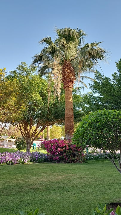 Gartenanlage Desert Rose