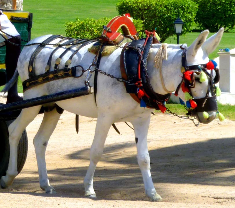 Mr. Nice - der treue Diener der Coraya Diver Jaz Solaya