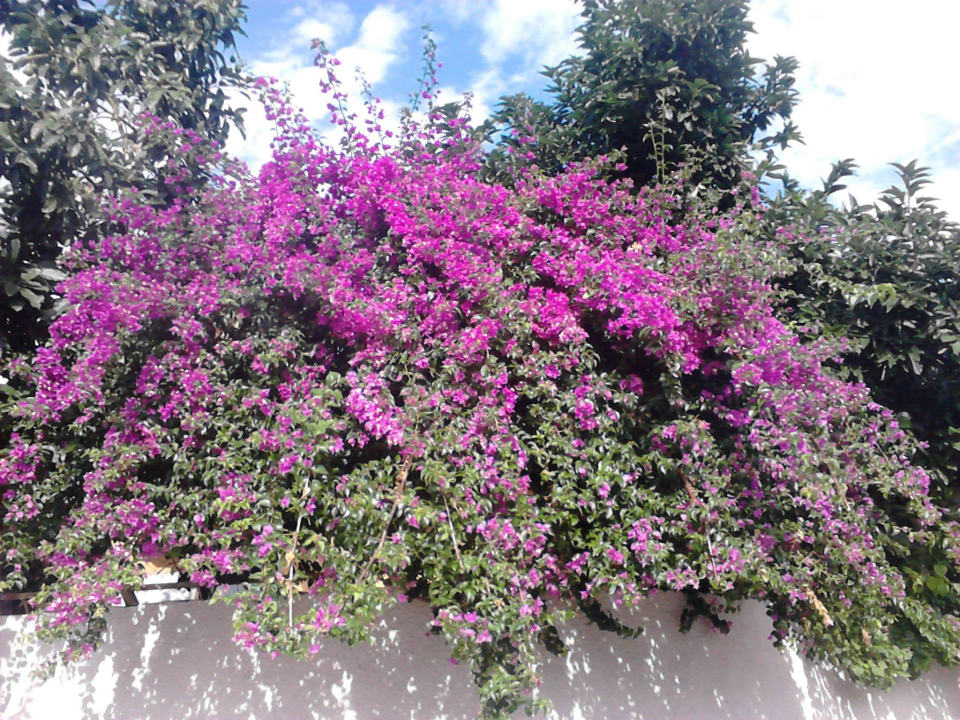 Eine Pracht My Home Resort