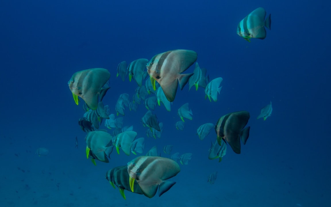 Fische Noku Maldives, Vignette Collection