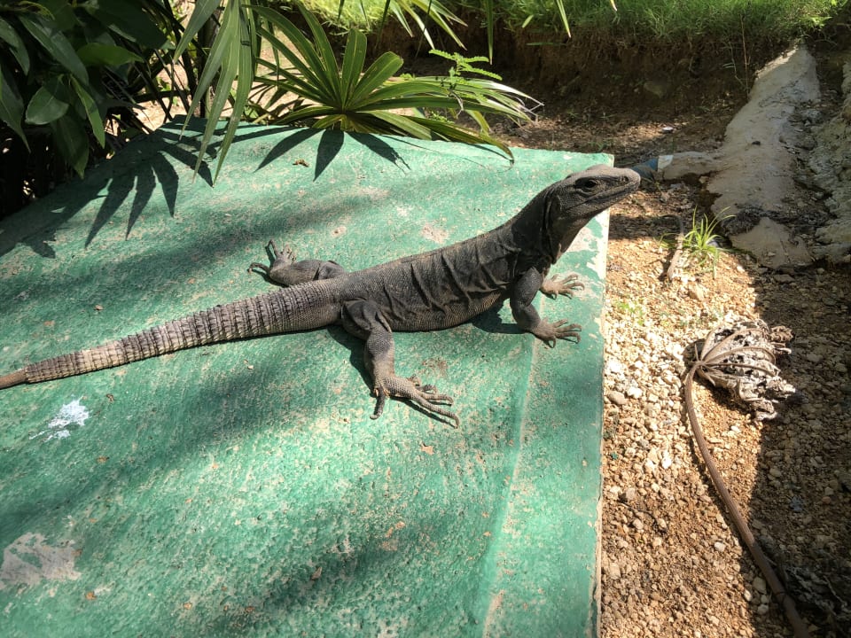 Gartenanlage Grand Palladium Kantenah Resort & Spa