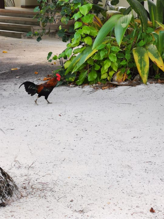 Strand ROBINSON MALDIVES