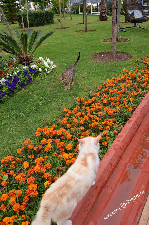 Delphin Imperial Hotel Delphin Imperial