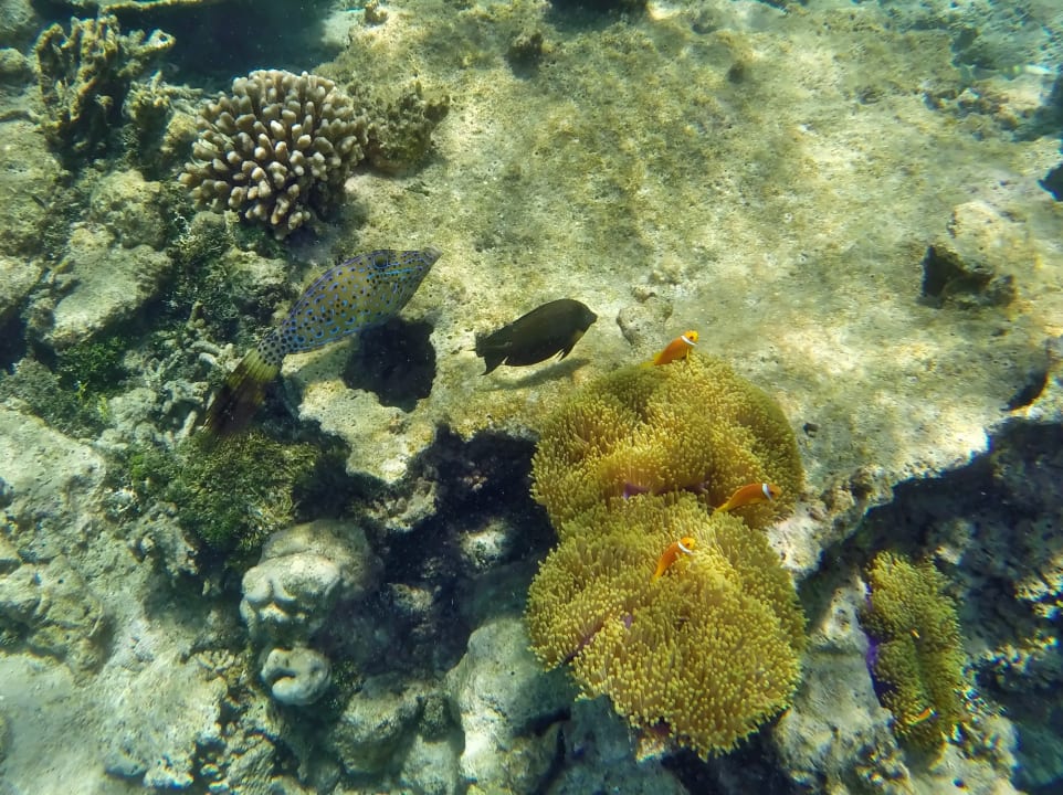 Malediven - Anemonenfische, Doktor,- u. Feilenfisch NH Collection Maldives Havodda Resort