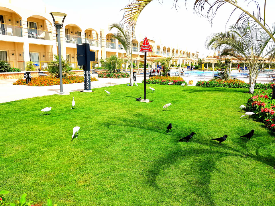 Gartenanlage Pickalbatros Aqua Park Resort - Sharm El Sheikh