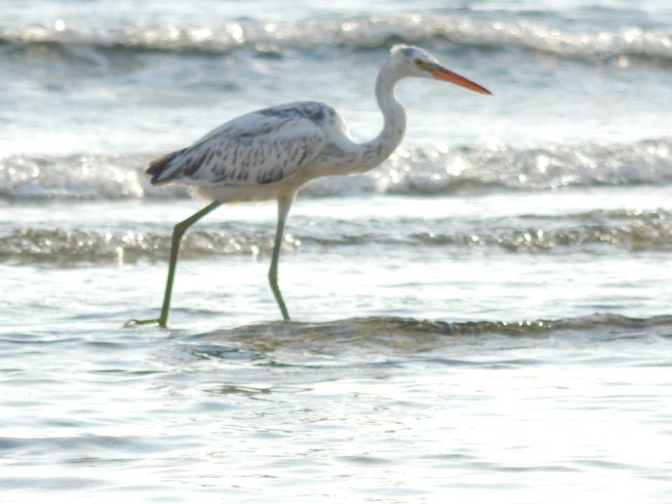 Strand Pickalbatros Citadel Resort