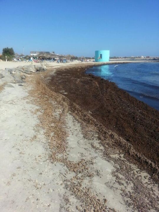 Dreckiger, stinkender Strand Royal Lido Resort & Spa