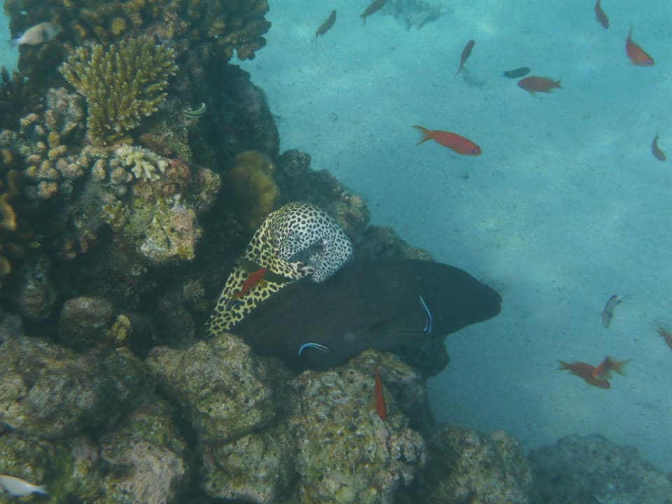 Muränen Fihalhohi Maldives