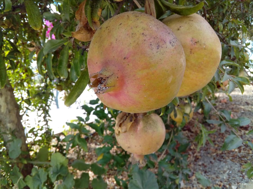 Gartenanlage Corali Hotel