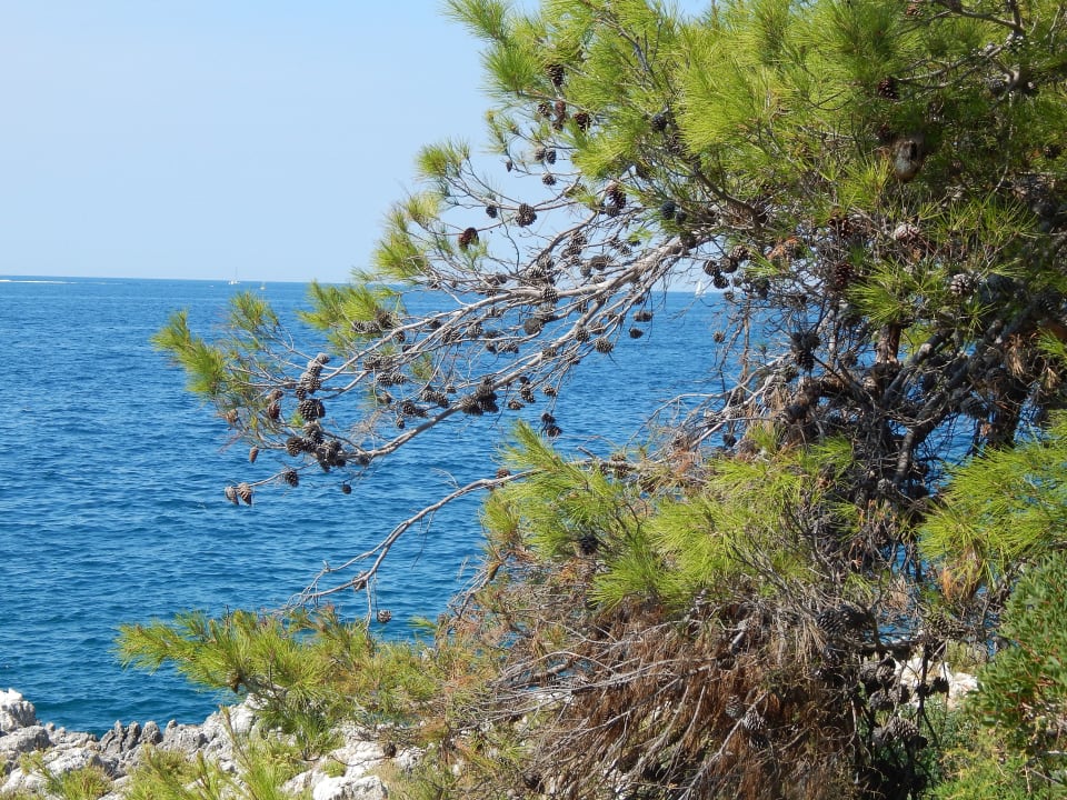 Ausblick Maistra Select Island Hotel Katarina