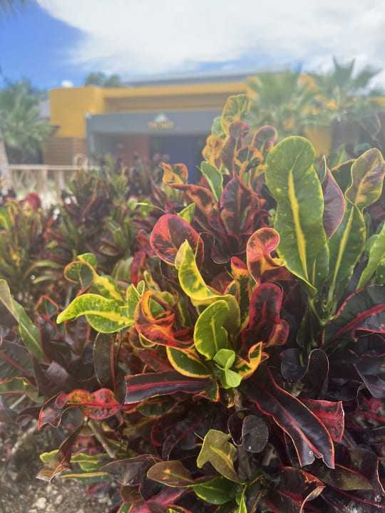 Gartenanlage Sunscape Dominicus La Romana