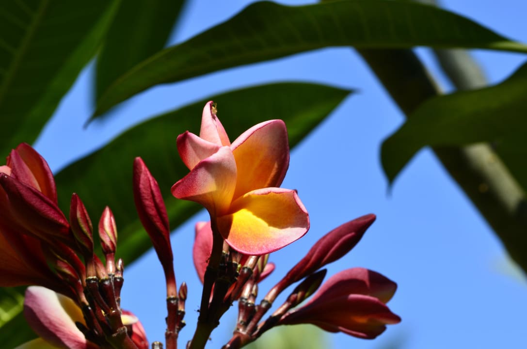 Blumen Saraswati Holiday House