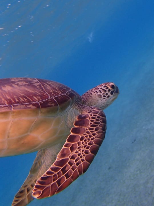 ....... Malikia Resort Abu Dabbab