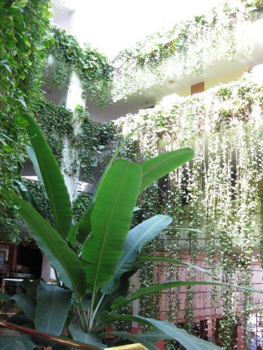 Bananenpflanze Alexandre Hotel Gala