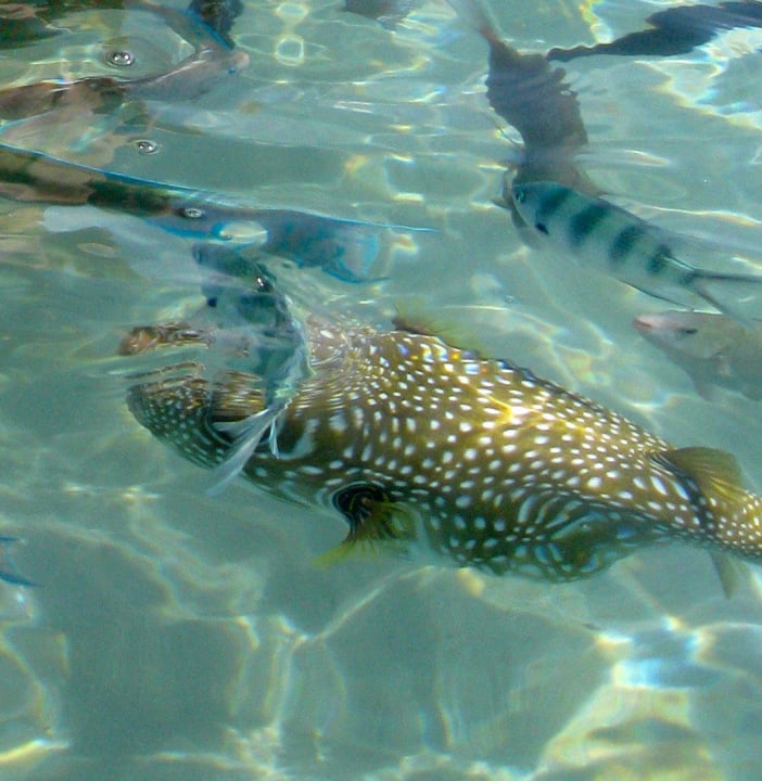 Haufenweise zahme Fische Makadi Palace