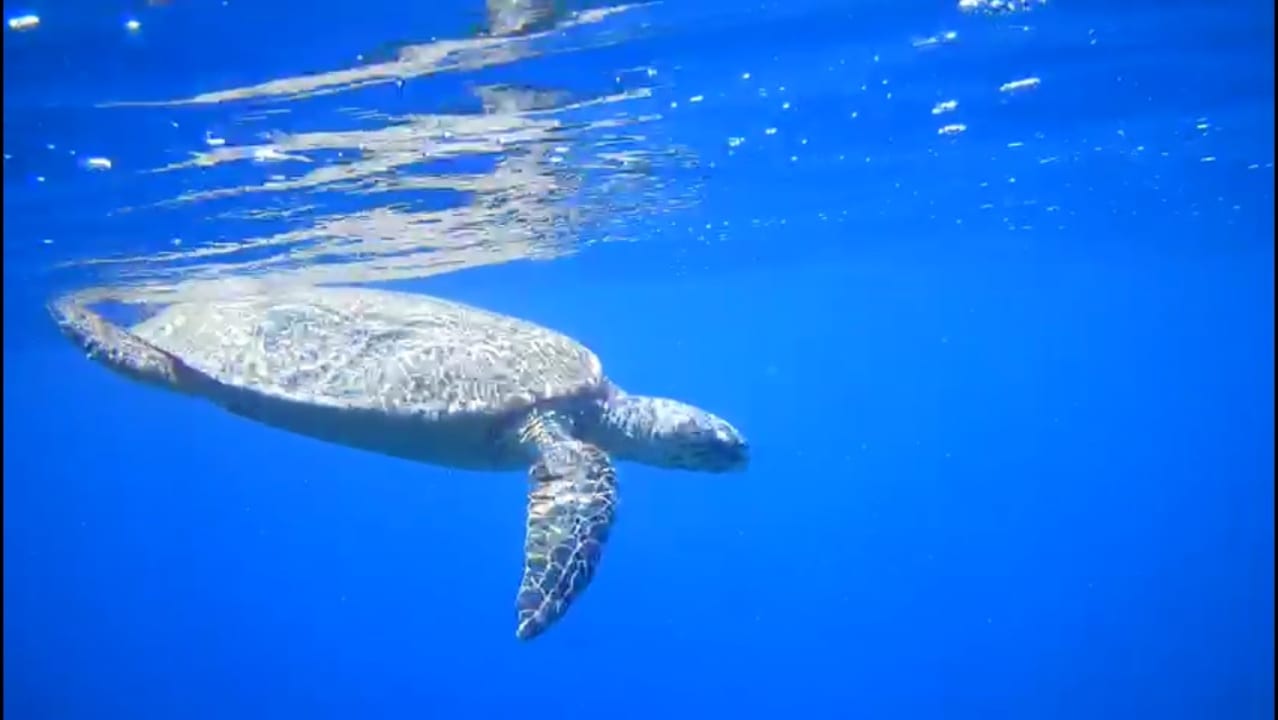 Strand Makadi Spa - Adults only