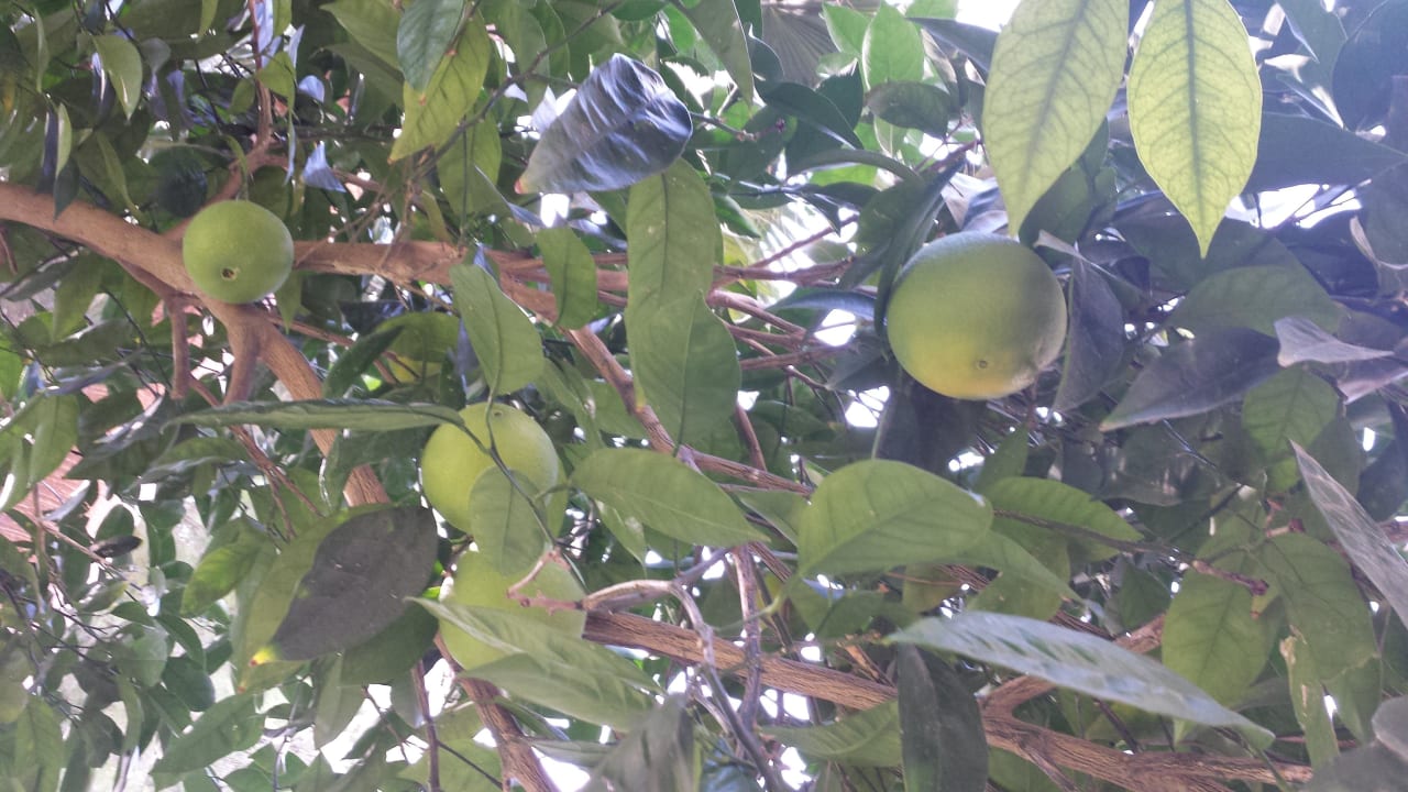 Garten Club Sidelya Hotel