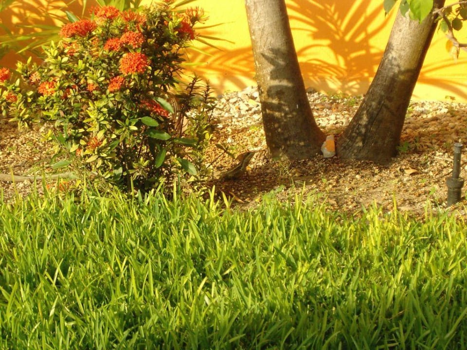 Echsen im Garten H10 Ocean Maya Royale - Adults only