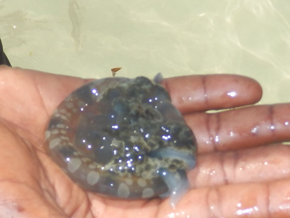 Qualle Neptune Palm Beach Boutique Resort & Spa