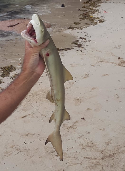 Angel Erfolg  Sea View Lodge