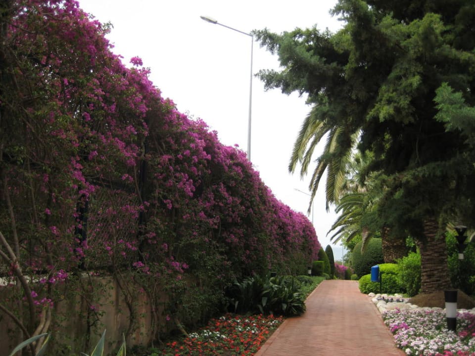 Weg zum Pool und Strand Side Star Elegance