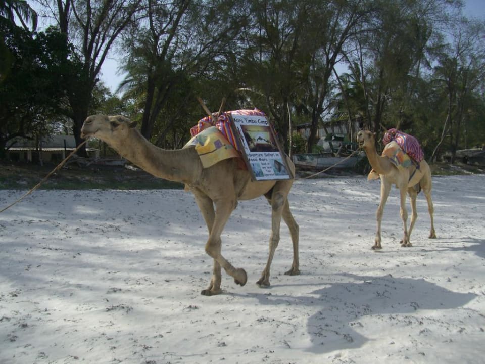 Diani Sea Lodge Hotel Diani Sea Lodge