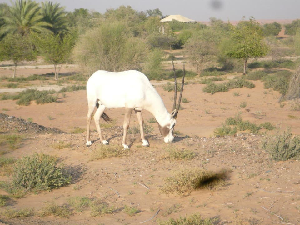 Oryx am Resort Al Maha, A Luxury Collection Desert Resort & Spa