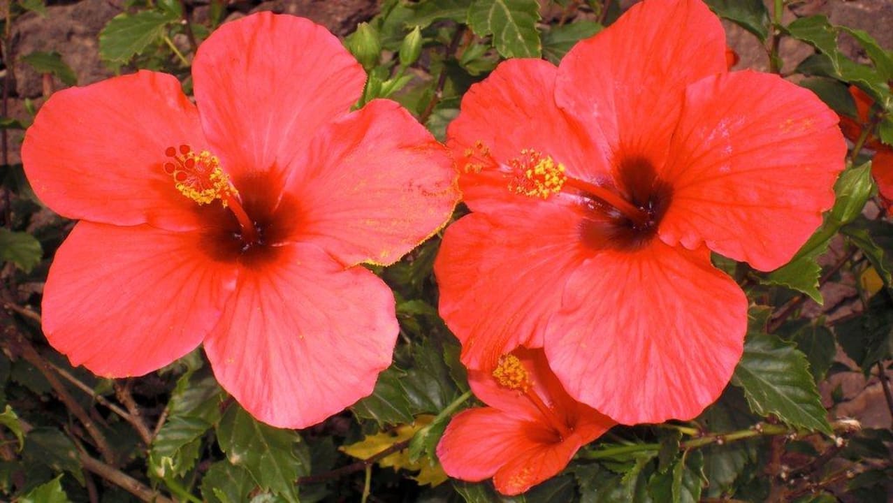 Tolle Blumen Occidental Jandía Playa