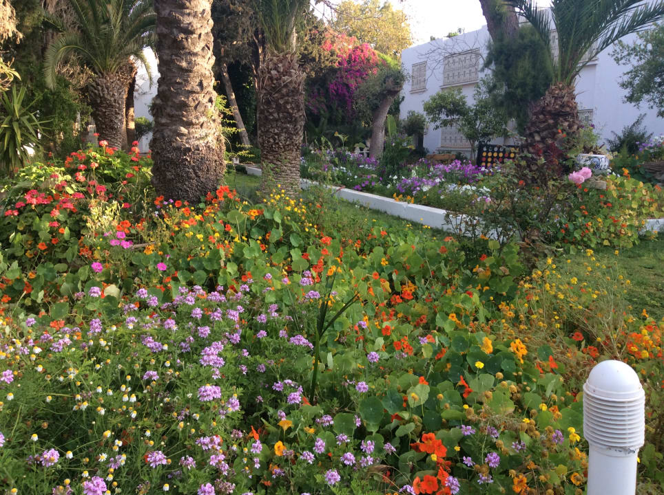 Gartenanlage The Orangers Beach Resort and Bungalows