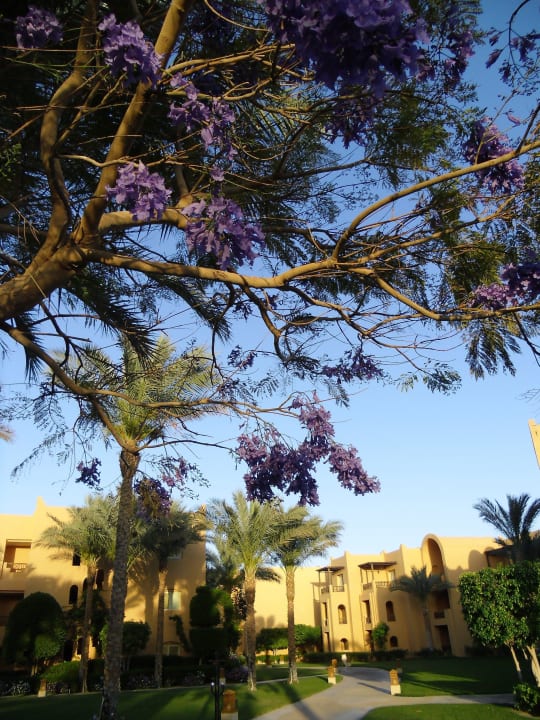 Hotel Stella Garden Resort & Spa, Makadi Bay