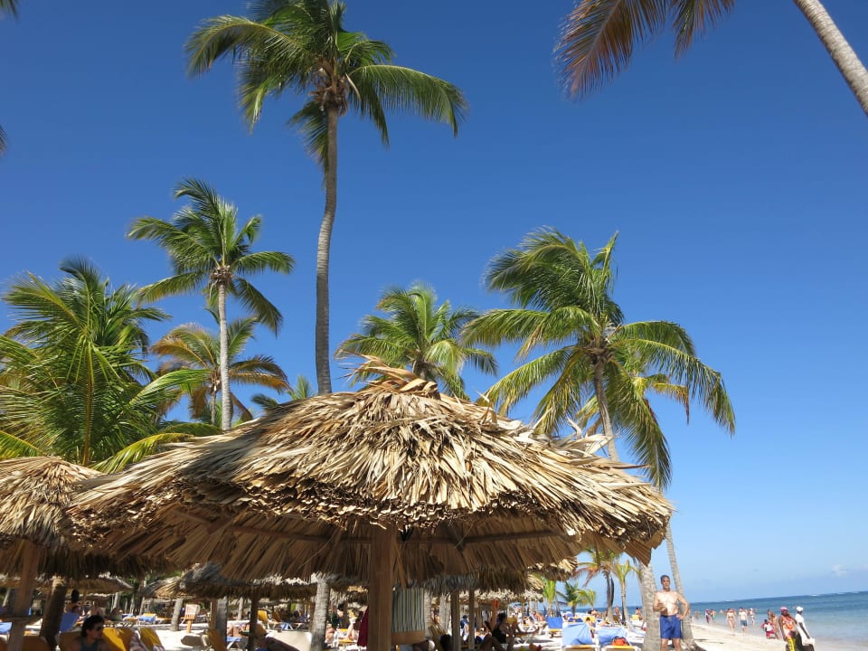 Palmen und viel Schatten Catalonia Punta Cana - All Inclusive