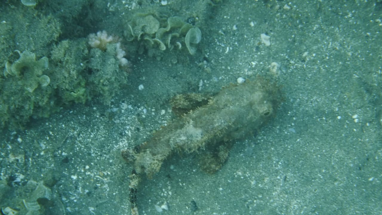 Sport & Freizeit Malikia Resort Abu Dabbab