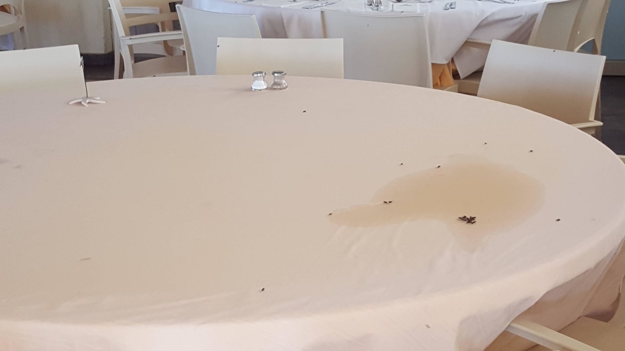 1000 Fliegen in Restaurant VOI Praia De Chaves Resort