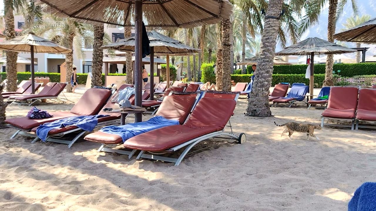 Strand Miramar Al Aqah Beach Resort