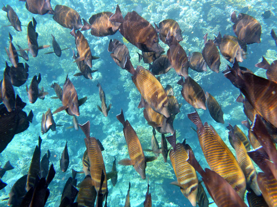 Strand Mövenpick Resort El Quseir