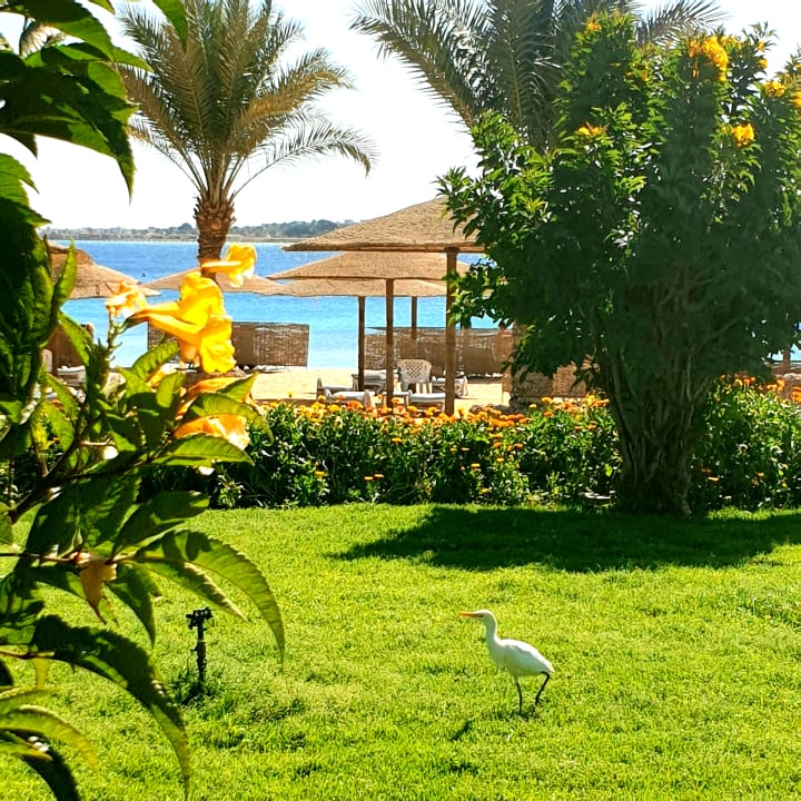Garten Fort Arabesque Resort, Spa & Villas
