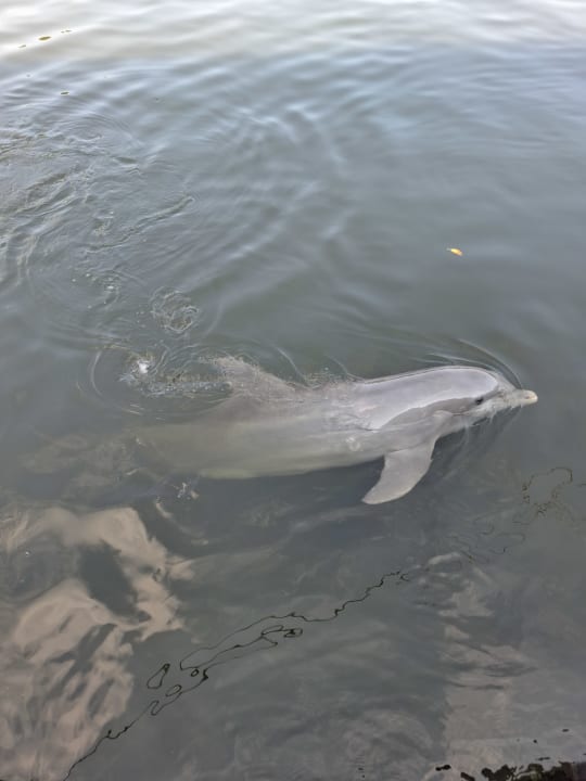 Sport & Freizeit Blau varadero - Adults only