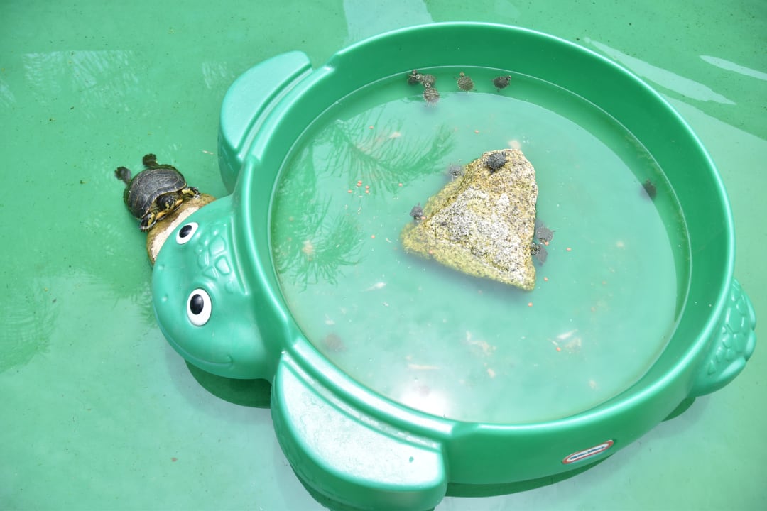 Gartenanlage Forte Village  - Bouganville