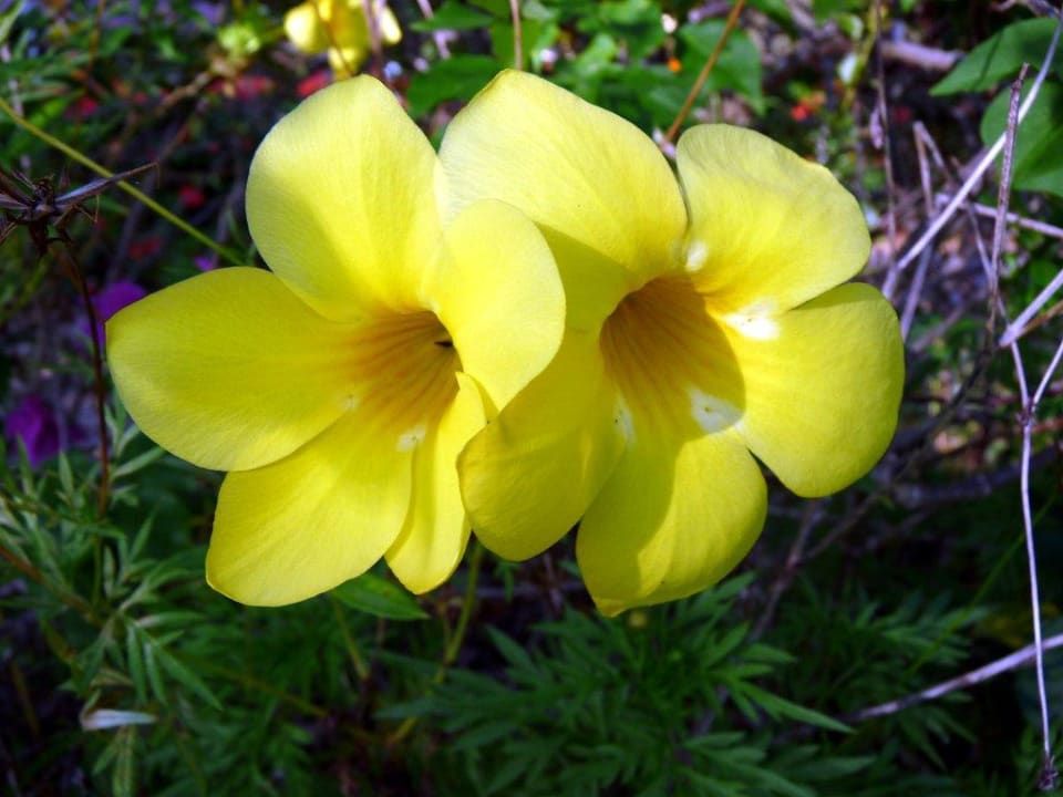 Blume vor unserem Bungalow Wyndham Alltra Samana