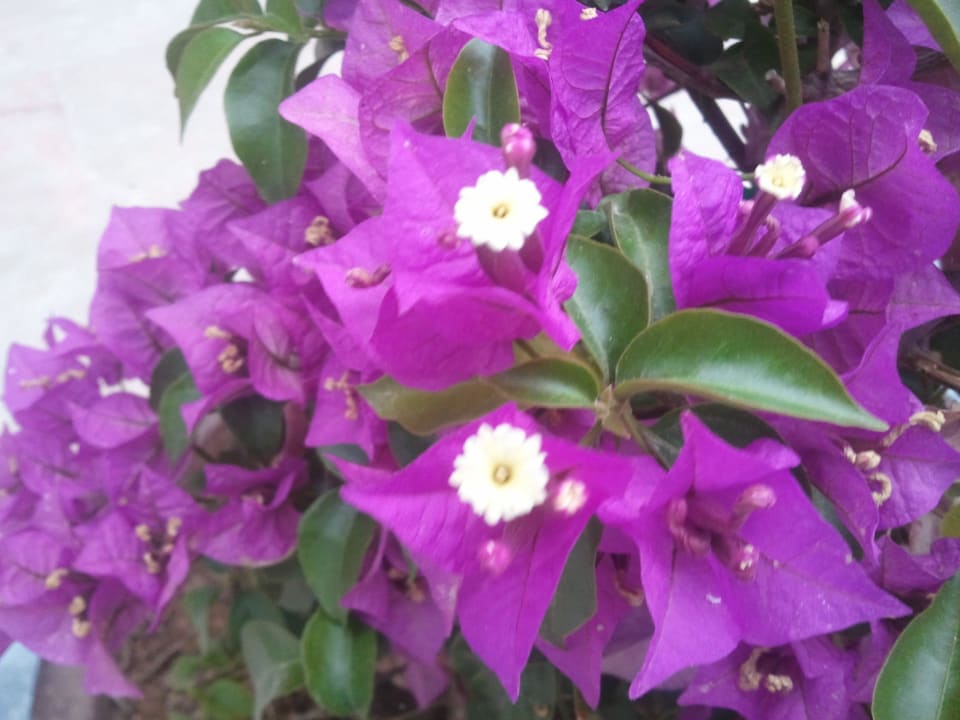 Am Eingang azuLine Hoteles Mar Amantis & II