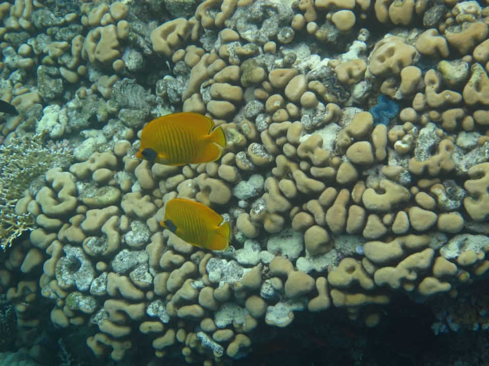 Sport & Freizeit Three Corners Equinox Beach Resort