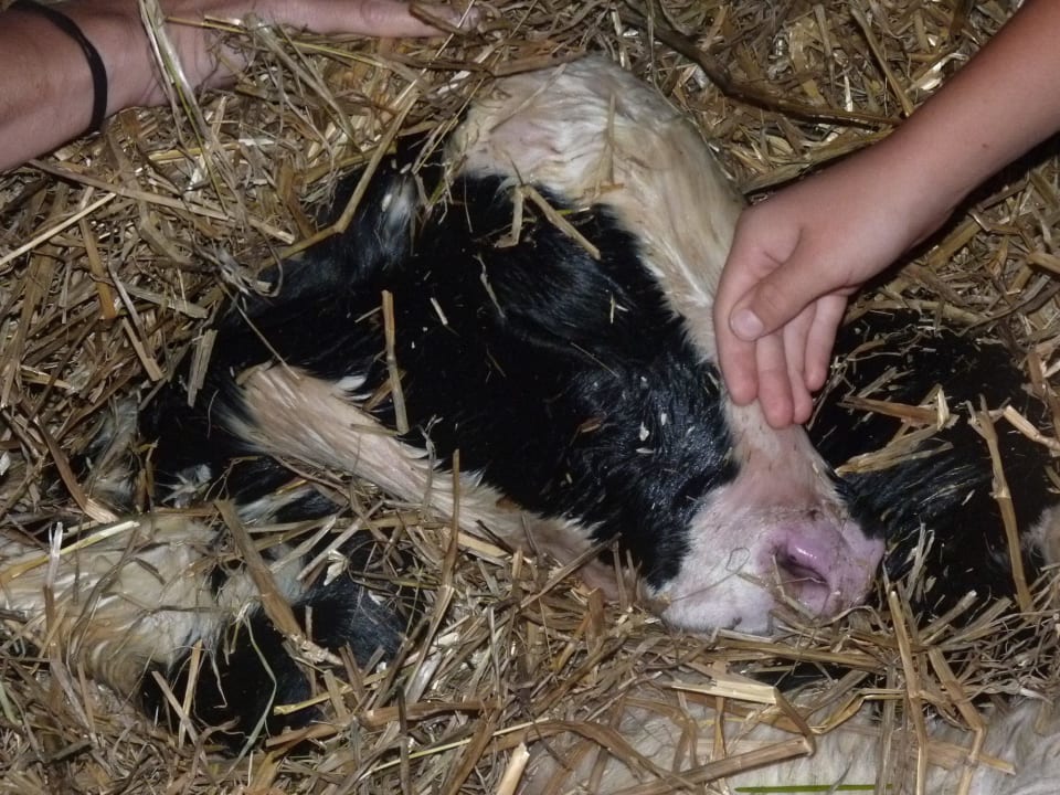 Bine - August 2012 Erlebnisbauernhof Steinerhof
