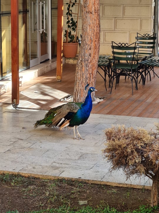 Sonstiges Gardenia Hotel